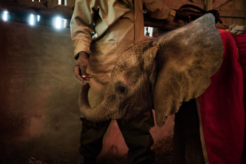 Rescuing orphaned baby elephants