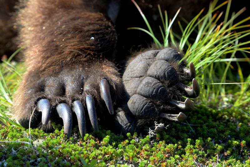 Eating Bear Paw in Japan!