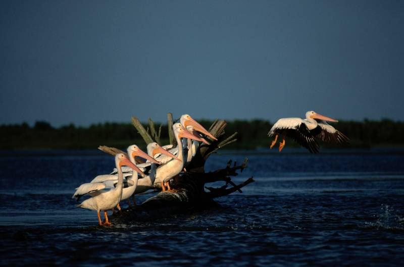 National Geographic - Hostile Planet