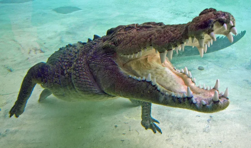 Florida’s native crocodiles 