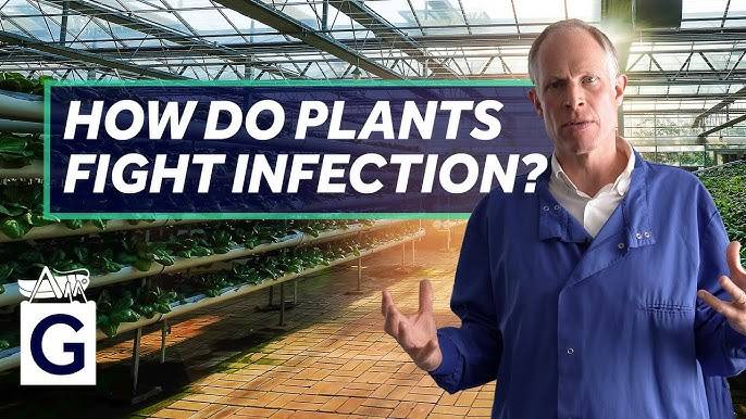 Green Immunity – How Do Plants Fight Infection?