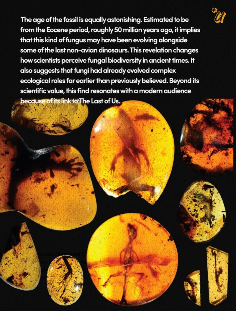 WhatsApp Image 2025-07-01 at 21.34.29.jpeg