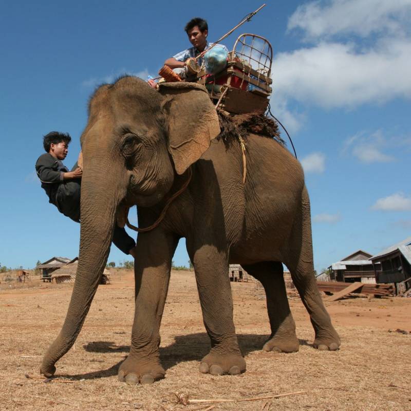 The Elephants Mahouts tribe, Thailand