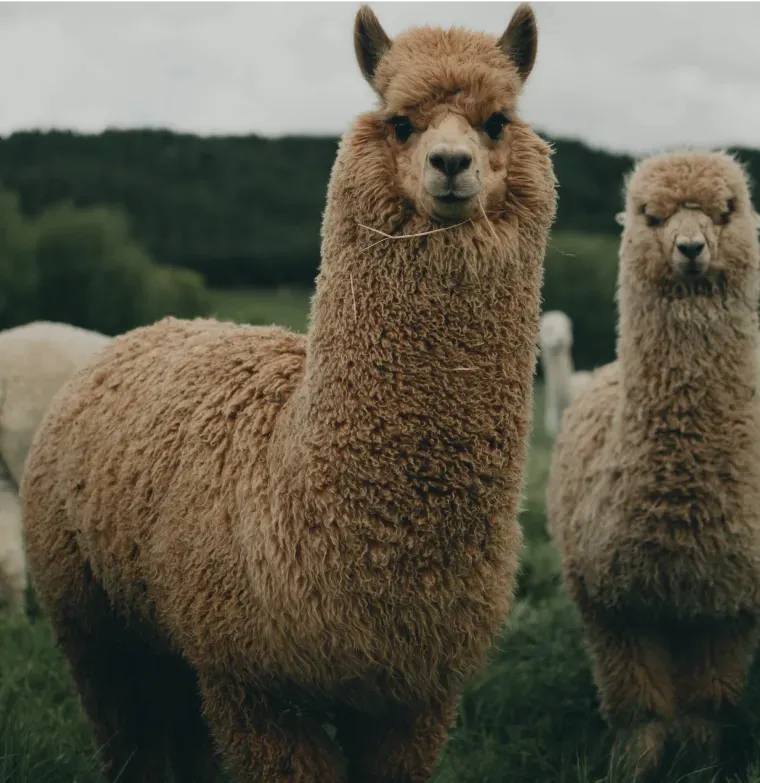 Llama Stack - Kubernetes