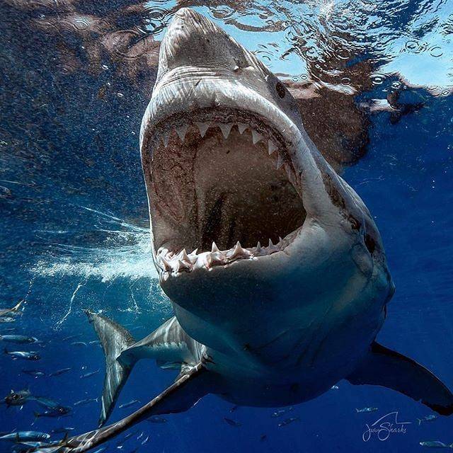 Mesmerising Life of a Shark 