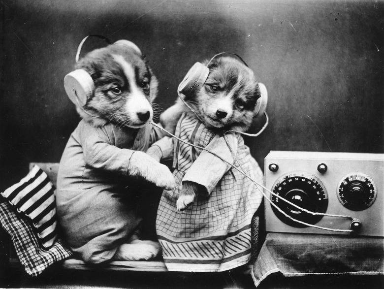 Music of Animals - Milton Mermikides