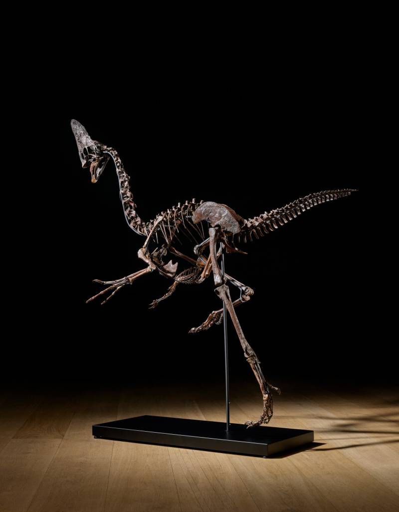 A Dinosaur Named Spike 