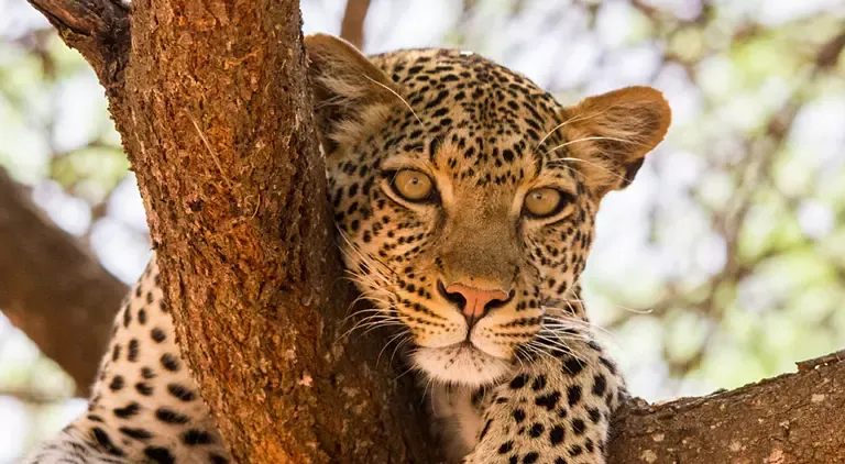 Amazing Animals of Africa