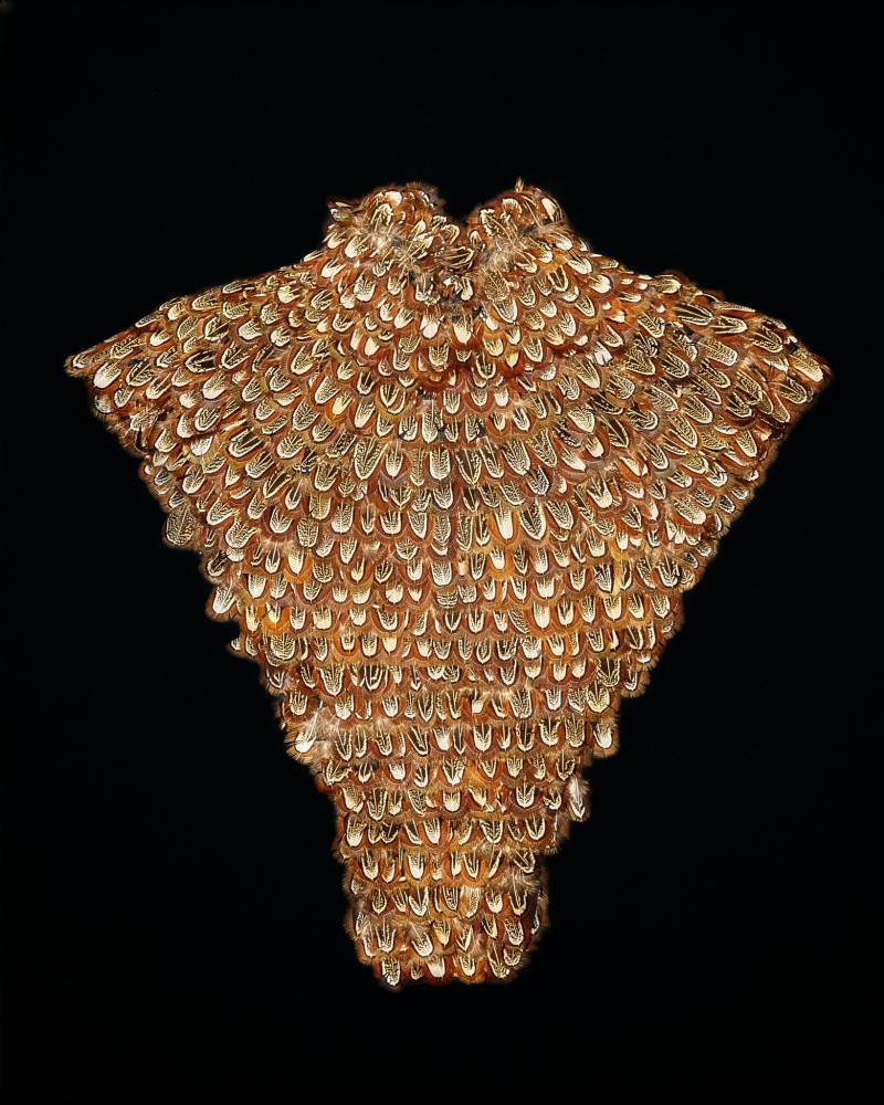 'The Widows of Culloden' Autumn Winter 2006.