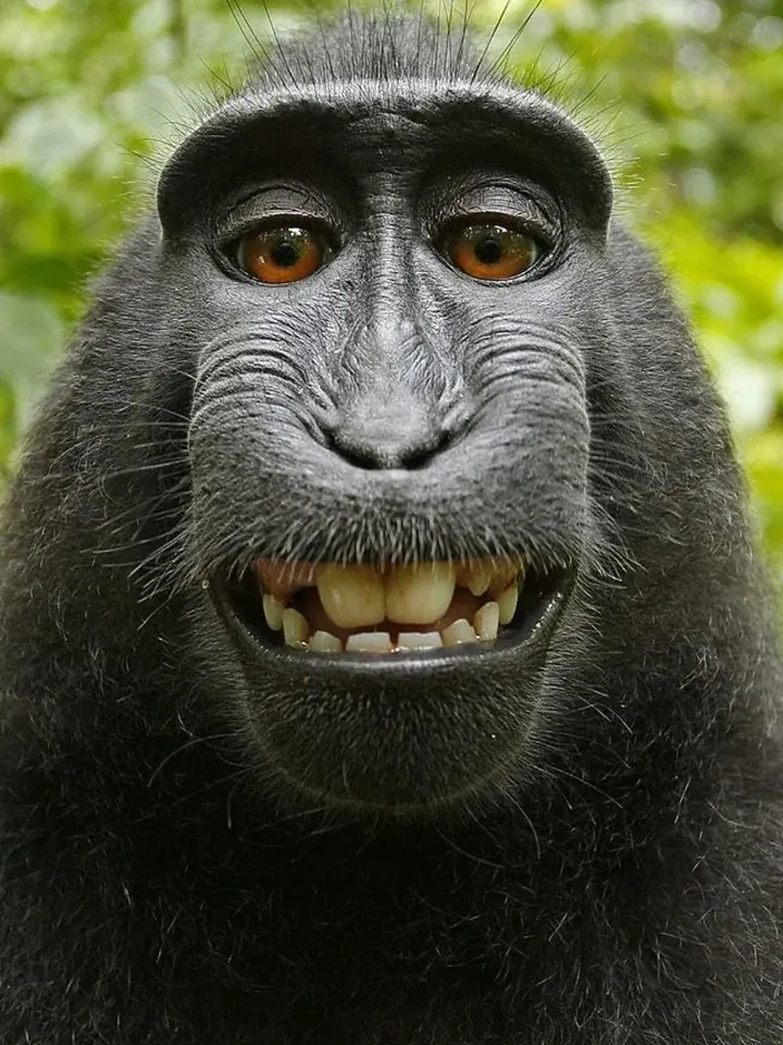 People Call This Monkey Trade Slavery