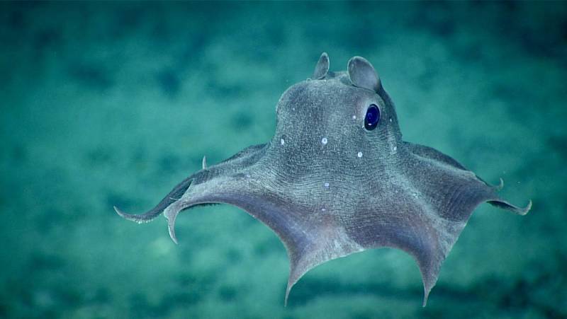 What's Really Hiding In The Deepest Oceans