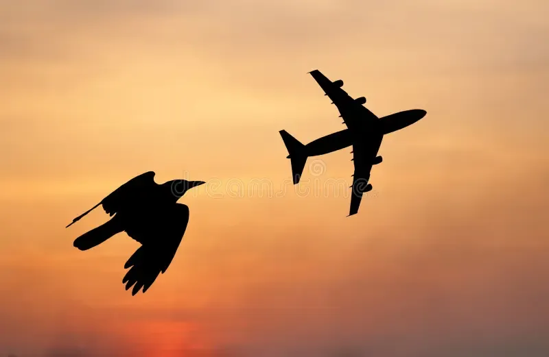 The Cockpit Secret: Managing Fear During a Bird Strike