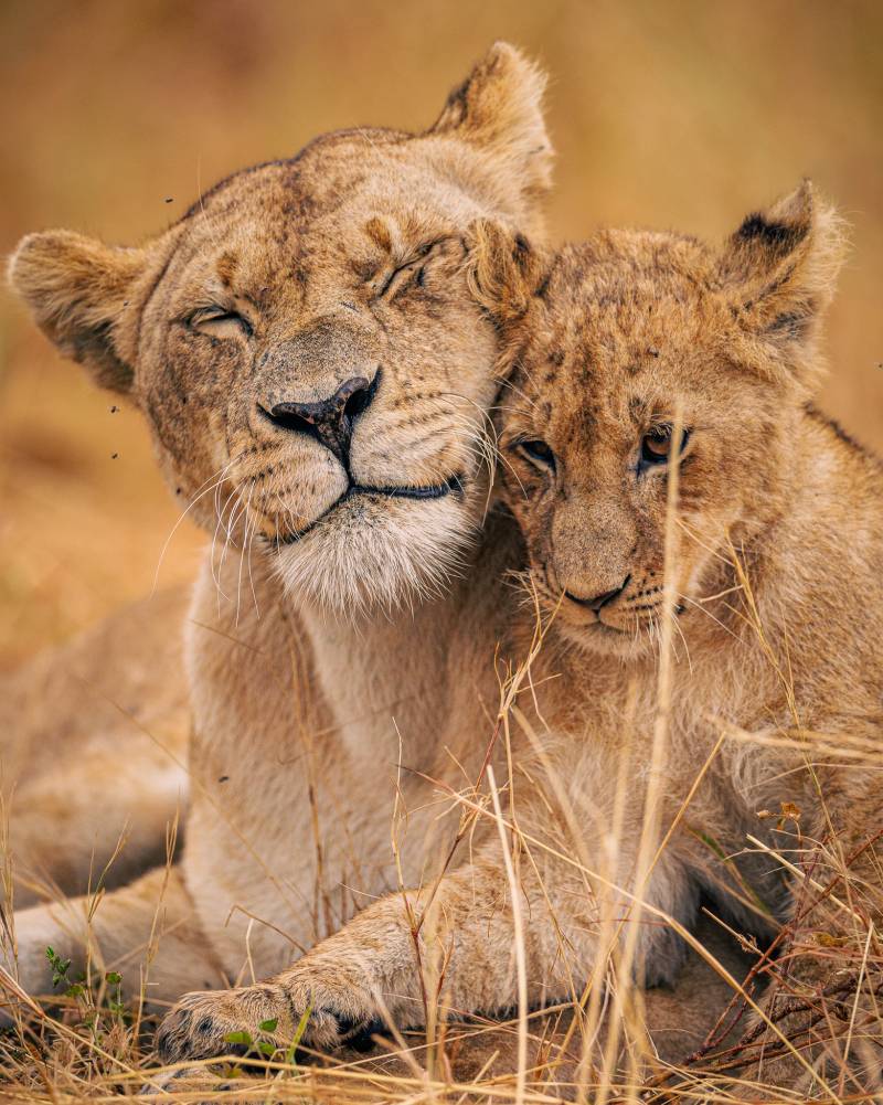 THE LIONESS: A Short Film on Vision and Courage