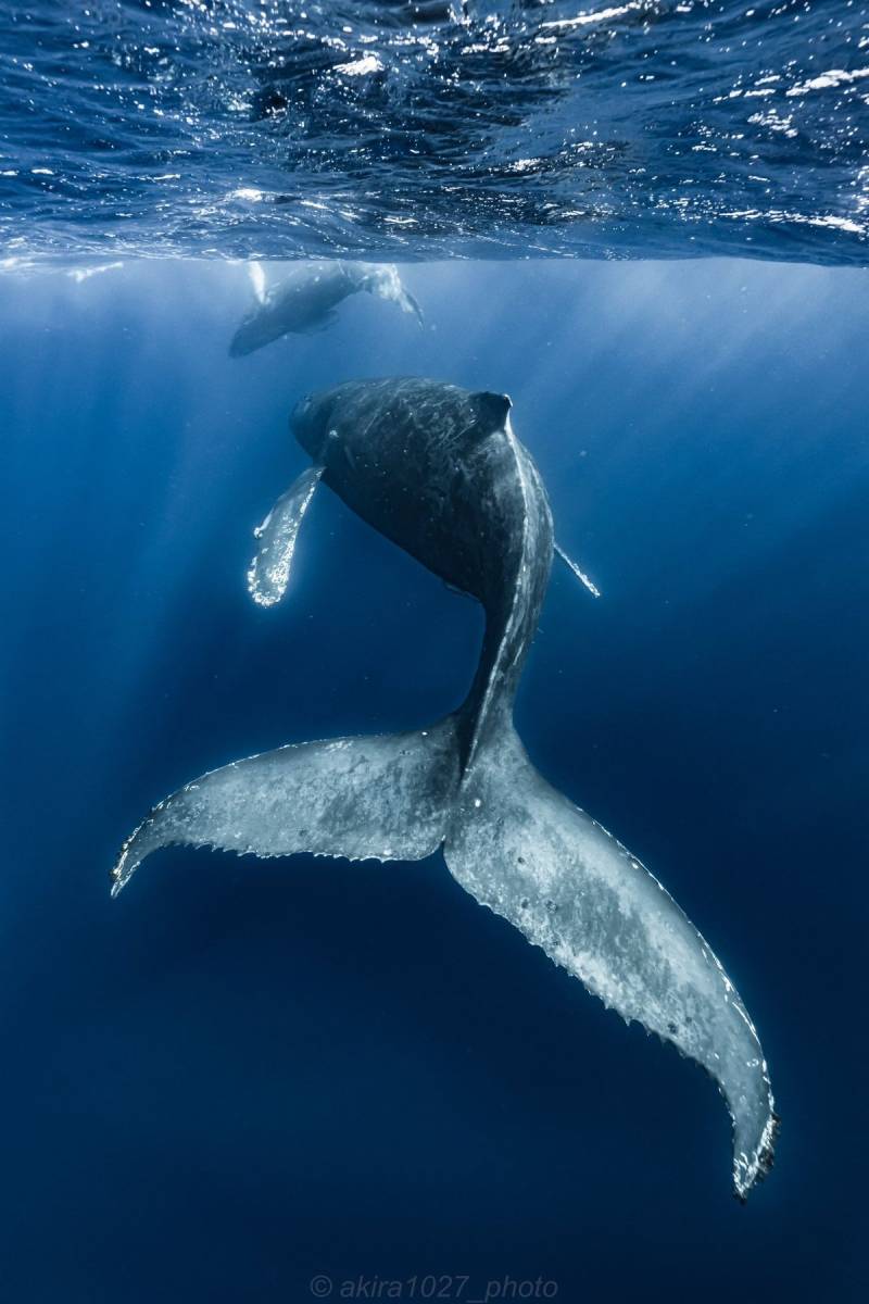  Ocean Battle - Humpback Whale vs. Orcas