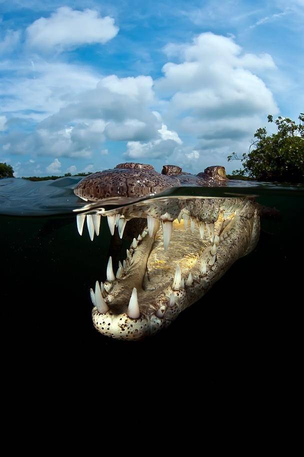Apex Management - The Crocodile Facility