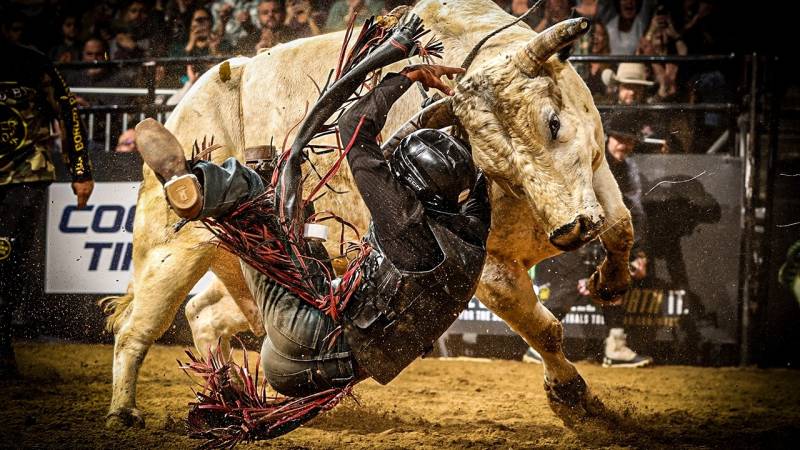 The 2026 PBR Season: The Bulls that defined the year.