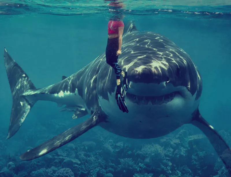 Shark vs. Shark: Uncovering the Truth Behind Cannibalism
