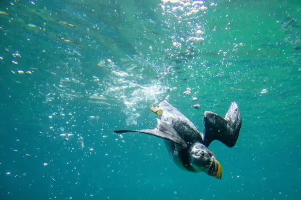 Robotic Wings that Swims and Flies