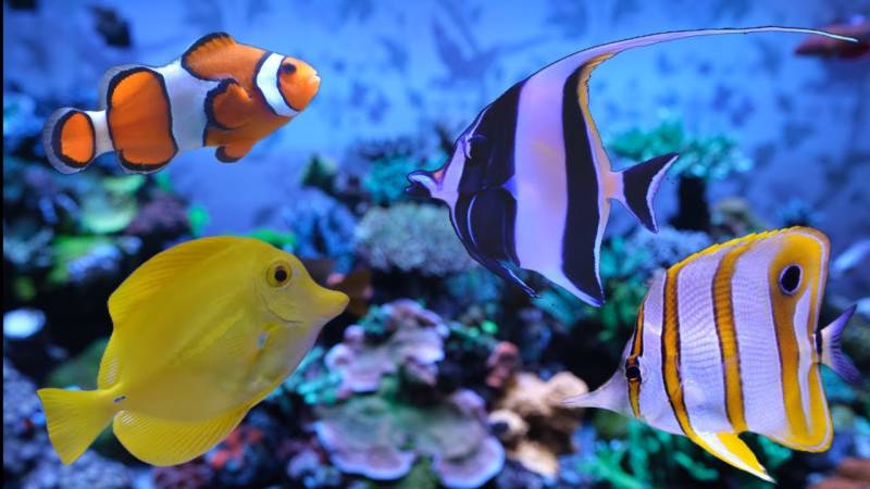 The Deadly Reality Behind the Global Aquarium Fish Trade
