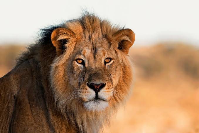 BBC Earth: 7 Unforgettable Lion Moments