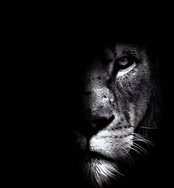 BBC Earth -7 Unforgettable Lion Moments
