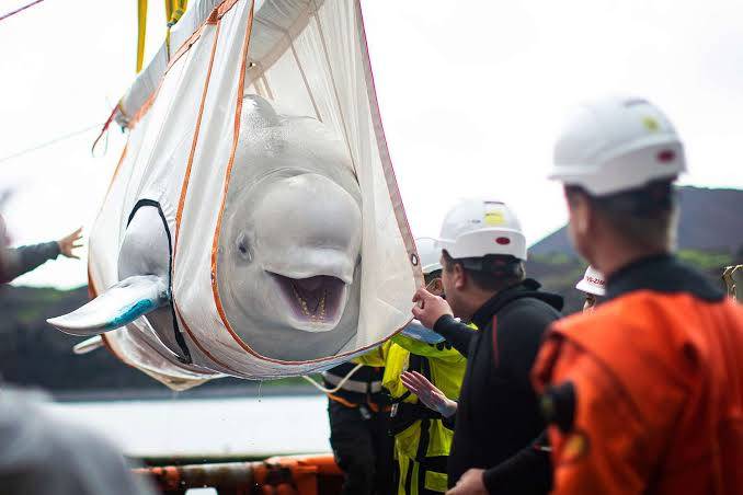 Moving Beluga Whales Across a Continent: Inside the Operation