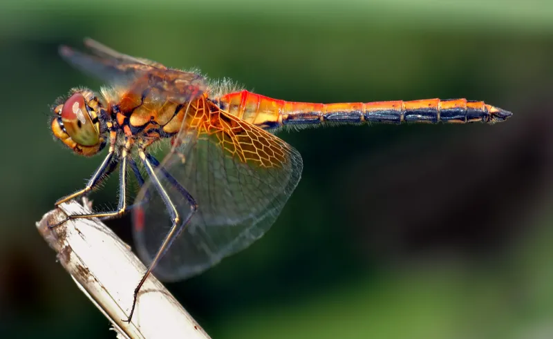 Jessica Ware: It’s a Bug’s Life, We’re Just Living in It