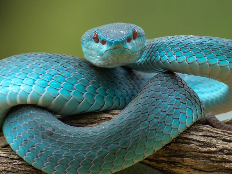 Snake Expert Answers Common Questions and Myths
