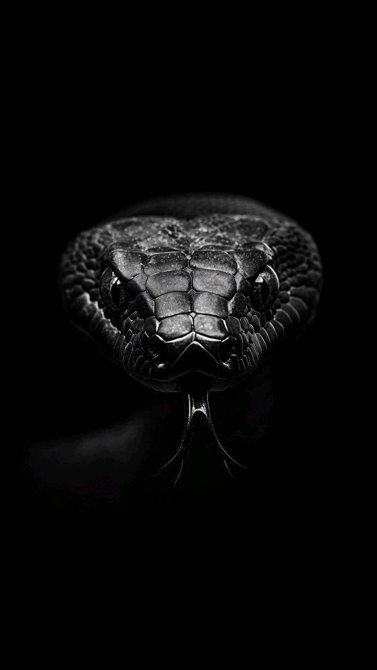 Snake Expert Answers Questions and Myths